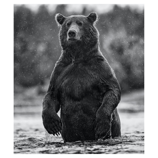 Brutus by David Yarrow, 2021 – Photography artwork