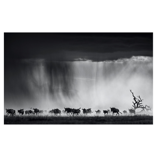 Exodus by David Yarrow, 2015 – Photography artwork
