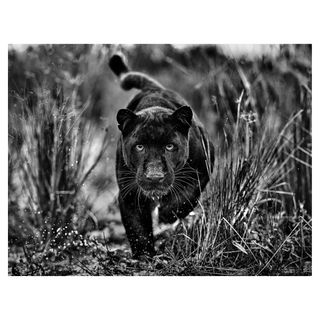 Black Panther Tales by David Yarrow, 2023 – Photography artwork
