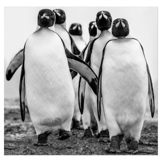 Wise Guys by David Yarrow, 2018 – Photography artwork
