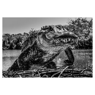Florida by David Yarrow, 2026 – Photography artwork