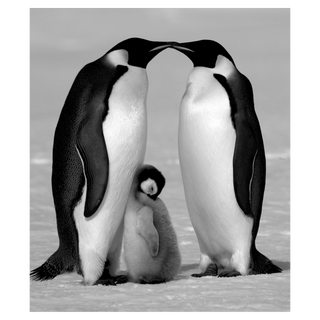 Contentment by David Yarrow, 2010 – Photography artwork
