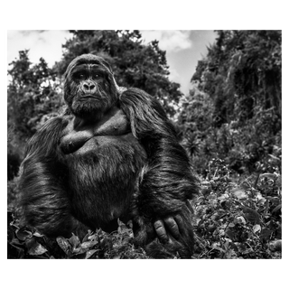 Judge and Jury by David Yarrow, 2019 – Photography artwork