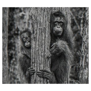 Family Tree by David Yarrow, 2018 – Photography artwork