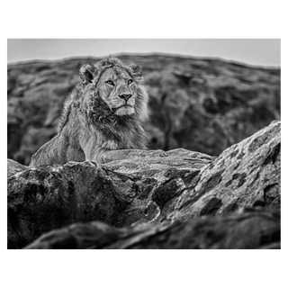 Serengeti by David Yarrow, 2019 – Photography artwork