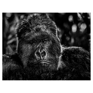 The Governor by David Yarrow, 2019 – Photography artwork