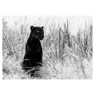 Bagheera by David Yarrow, 2016 – Photography artwork