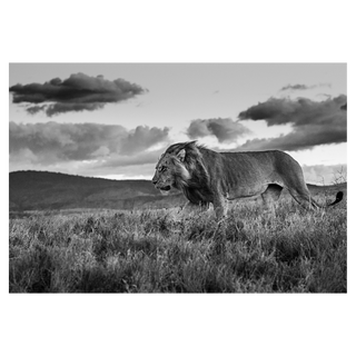 The Late Shift by David Yarrow, 2017 – Photography artwork