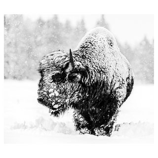 Local Hero by David Yarrow, 2020 – Photography artwork