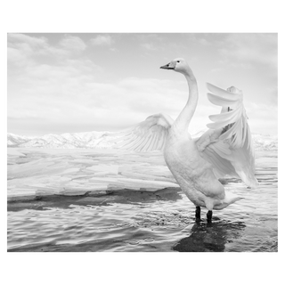 Swan Lake by David Yarrow, 2017 – Photography artwork
