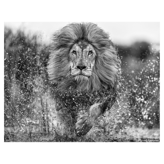 Marshlands by David Yarrow, 2023 – Photography artwork