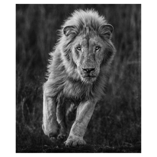 Thor by David Yarrow, 2018 – Photography artwork