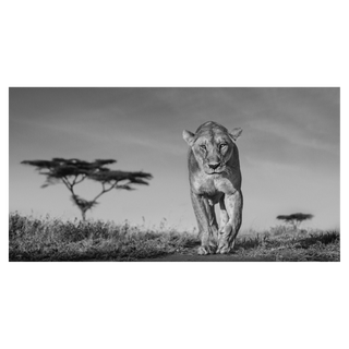 Acacia by David Yarrow, 2020 – Photography artwork
