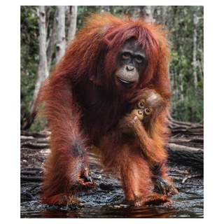 The House of Orange (Colour) by David Yarrow, 2018 – Photography artwork