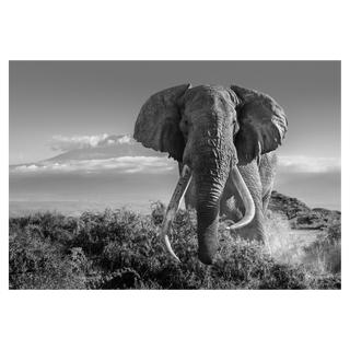 Africa 2 by David Yarrow, 2018 – Photography artwork