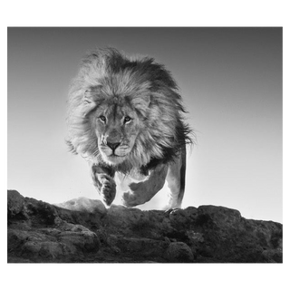 Hairspray by David Yarrow, 2017 – Photography artwork