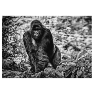 The Pilgrim by David Yarrow, 2020 – Photography artwork