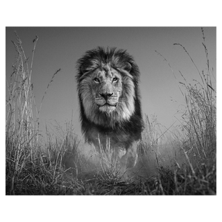 The King and I by David Yarrow, 2017 – Photography artwork