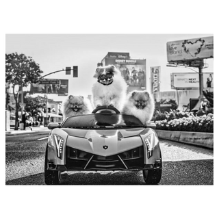Who Let the Dogs Out by David Yarrow, 2023 – Photography artwork