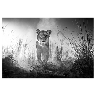 Gladiator by David Yarrow, 2015 – Photography artwork