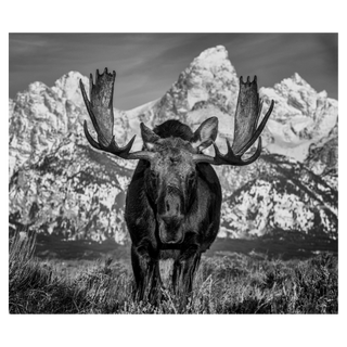 The Big Moose by David Yarrow, 2024 – Photography artwork
