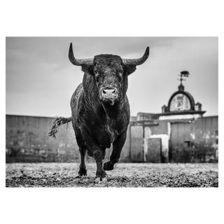 Bullish by David Yarrow, 2024 – Photography artwork