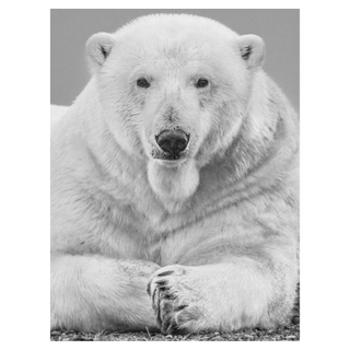 Statesman by David Yarrow, 2018 – Photography artwork