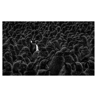 Daddy's Home by David Yarrow, 2018 – Photography artwork