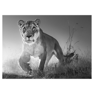 Dawn Run by David Yarrow, 2017 – Photography artwork