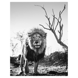 Cry Me a River by David Yarrow, 2016 – Photography artwork