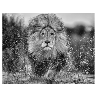Marshlands II by David Yarrow, 2023 – Photography artwork