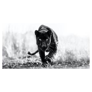 T'Challa by David Yarrow, 2022 – Photography artwork