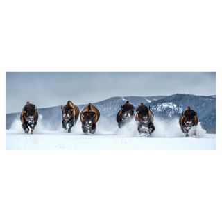 Bills (Colour) by David Yarrow, 2025 – Photography artwork