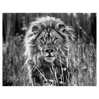 The Full Nine Yards by David Yarrow, 2014 – Photography artwork
