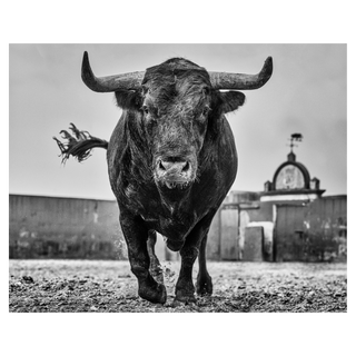 El Toro by David Yarrow, 2024 – Photography artwork