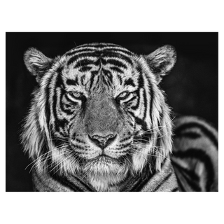 The Cave by David Yarrow, 2019 – Photography artwork