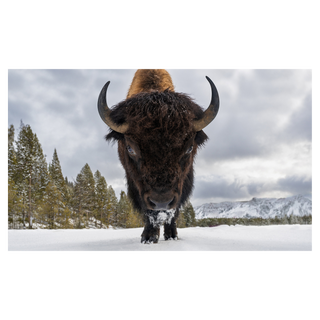 Road Rage (Colour) by David Yarrow, 2026 – Photography artwork