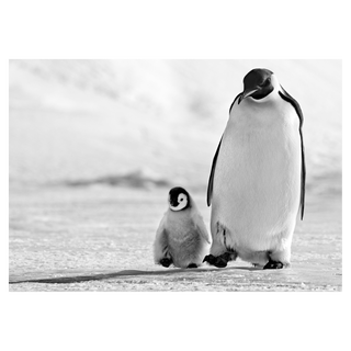 Father and Son by David Yarrow, 2010 – Photography artwork