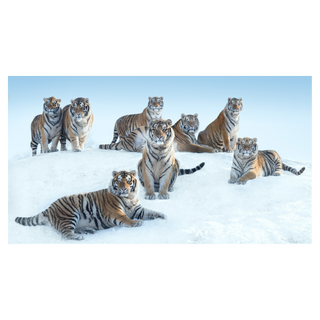 The Siberians by David Yarrow, 2016 – Photography artwork