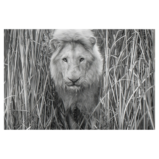 Narnia by David Yarrow, 2019 – Photography artwork