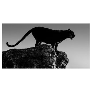 Black Cat by David Yarrow, 2019 – Photography artwork