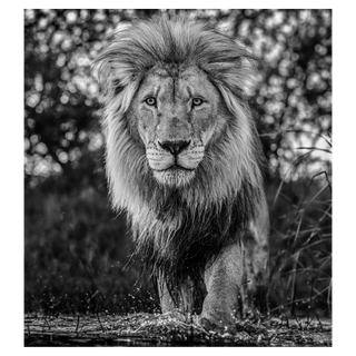 Basic Instinct by David Yarrow, 2020 – Photography artwork