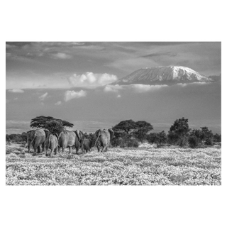 The Garden of Eden by David Yarrow, 2018 – Photography artwork