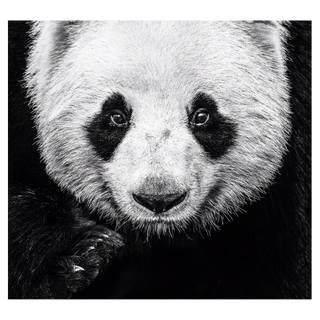 Kung Fu Panda by David Yarrow, 2016 – Photography artwork