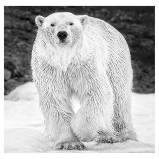 Rush by David Yarrow, 2017 – Photography artwork
