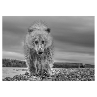 Ted by David Yarrow, 2018 – Photography artwork