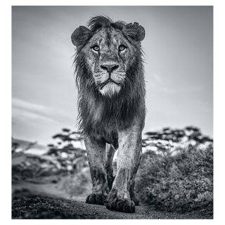 The Morning Show by David Yarrow, 2020 – Photography artwork
