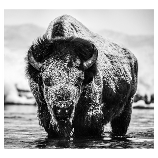 Boogie Nights by David Yarrow, 2020 – Photography artwork