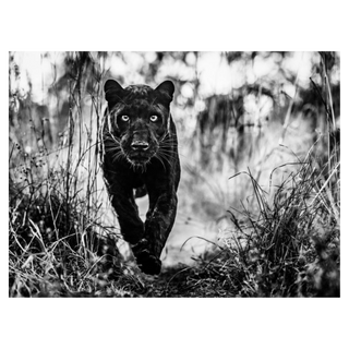The Black Panther Returns by David Yarrow, 2019 – Photography artwork