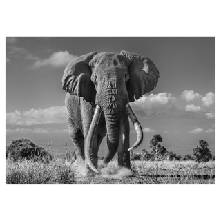 Tim by David Yarrow, 2019 – Photography artwork
